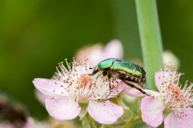 Böğürtlen çiçeğinin üstünde nektar içen yeşil böcek.