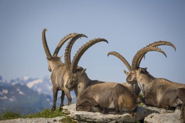 Bir grup oğlak dağa çıktı.