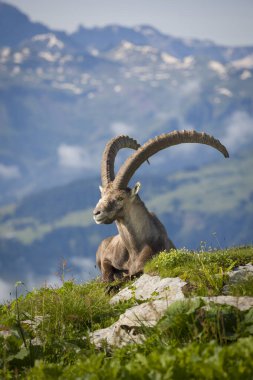 Oğlak yüksek dağlarda bir çayırda dinleniyor.