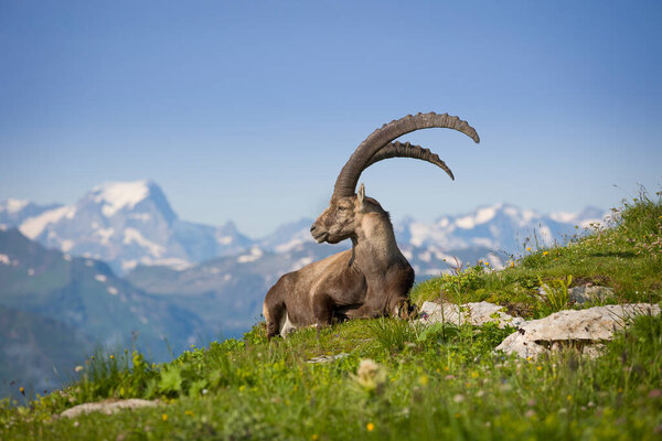 Козерог в горном отдыхе в гра с красивым фоном