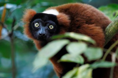 Kırmızı yakutlu lemur, Masoala Hall Zürih Hayvanat Bahçesi