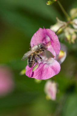 Bee searching for nectar go into a blossom clipart