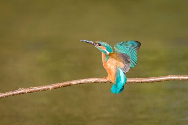 The common kingfisher (Alcedo atthis) wetlands birds, female clipart