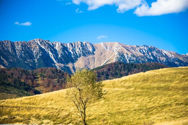 bir ağaç ile güzel dağ manzara