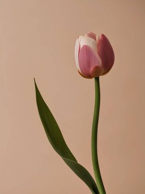 Yanlız bir vazo ile boş bir masa canlı bir lale sergiliyor, sadeliği ve zarafeti sembolize ediyor, sahneye doğanın dokunuşunu getiriyor..