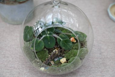 A small glass vase with moss and a plant inside. The plant is a small fern and the moss is green. There is a small figurine of a fairy in the moss. The vase is sitting on a table clipart