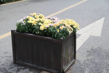 Bir sıra sarı ve pembe çiçekli bir saksı yol kenarında duruyor. Çiçekler sokağa bakacak şekilde dizilmiş, sükunet ve sükunet hissi yaratıyorlar.