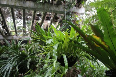 Seradaki bir tavandan sarkan yemyeşil bir bitki. Bitki, canlı ve canlı bir atmosfer yaratan diğer bitkilerle çevrilidir. Büyüme ve bolluk kavramı