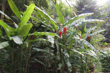 Bir demet kırmızı çiçekli yemyeşil bir bitki. Bitki diğer bitki ve ağaçlarla çevrili.