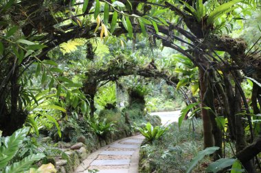 Tepesinde yapraklardan bir gölgelik olan yemyeşil bir ormanda yol. Yol bitkiler ve ağaçlarla kaplı. Yol boyunca birkaç küçük bitki ve çiçek var.