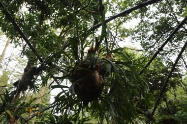 Üzerinde büyük, yuvarlak, kahverengi bir top sallanan bir bitki. Bitki yeşil yapraklar ve dallarla çevrili.
