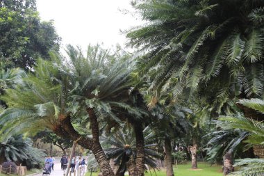 Bir grup insan palmiye ağaçlarıyla bir parkta yürüyorlar. Ağaçlar uzun ve yeşil ve insanlar sıra halinde yürüyor. Manzara huzurlu ve rahatlatıcı.
