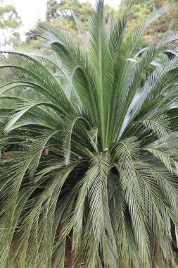 Yeşil yapraklı bir palmiye ağacı bir ormandadır. Ağaç uzundur ve çok fazla yaprağı vardır.