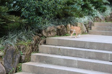 Bir kedi merdivenlerden yukarı çıkıyor. Kedi turuncu ve o meraklı. Merdivenler betondan yapılmıştır ve bahçededir.