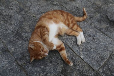 Taş zeminde bir kedi yatıyor. Kedi turuncu ve beyazdır.
