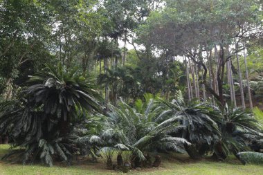 Önünde birkaç ağaç olan yemyeşil bir orman. Ağaçlar uzun ve yapraklı, çimenler kısa ve yeşil