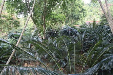 Bir sürü ağacı ve bitkisi olan yemyeşil bir orman. Ağaçlar uzun ve yapraklı, bitkiler de yeşil ve yapraklı. Orman hayat dolu ve o huzurlu ve huzurlu bir yer.