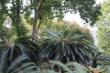 Kalın gövdesi ve dalları olan yemyeşil bir ağaç. Ağaç, diğer ağaçlar ve çalılarla çevrili. Orman benzeri yoğun bir atmosfer yaratıyor.