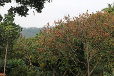 Kahverengi ve ölü ağaçlarla kaplı bir orman. Gökyüzü bulutlu ve ağaçlar çıplak.