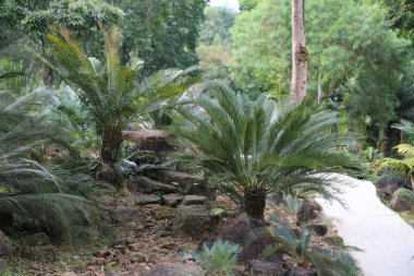 Taş bir duvarın yanında iki palmiye ağacı büyüyor. Ağaçlar uzun ve yeşildir ve kayalarla çevrilidir. Sahnenin doğal ve huzurlu bir havası var, ağaçlarla birlikte.