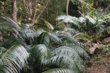 Çeşitli bitki ve ağaçlarla dolu yemyeşil bir orman. Yapraklar kalın ve yeşil, ağaçlar uzun ve yapraklı. Orman huzurlu ve sakin bir yerdir, sükunet duygusu vardır.