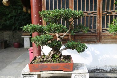 Büyük bir bonsai ağacı beyaz bir taş levhada kırmızı bir tencerede oturuyor. Ağaç uzundur ve çok fazla dalı vardır, ona çok etkileyici bir görünüm verir.