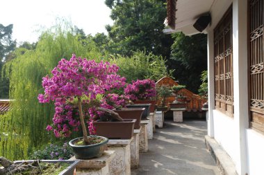 Bir dizi saksı bitkisi bir evin yanındaki taş duvarda oturuyor. Bitkiler mor, ev beyaz.