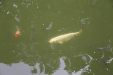 Bir balık diğer balıklarla birlikte gölette yüzüyor. Gölet yeşil ve bulanık. Balık suyun yüzeyine yakın yüzüyor.