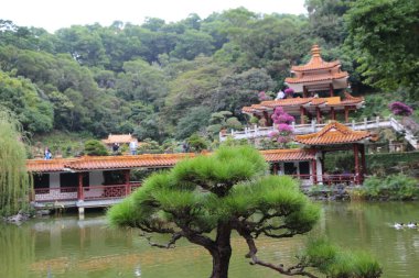 Havuzu ve ağacı olan güzel bir bahçe. Gölet ördeklerle dolu ve ağaç büyük bir çam ağacı. Bahçe taştan bir duvarla çevrili ve arka planda bir pagoda var.