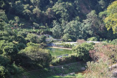 Ortasında küçük bir gölet olan yemyeşil bir orman. Gölet ağaçlar ve çalılarla çevrili.