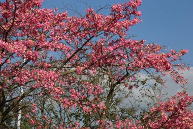 Pembe çiçekli bir ağaç bir tarlada. Gökyüzü mavi ve berrak. Çiçekler tomurcuklandı ve ağaç uzun.