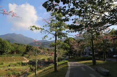 Yolu olan bir park ve pembe çiçekli ağaçlar. Gökyüzü mavi ve bazı bulutlar var.