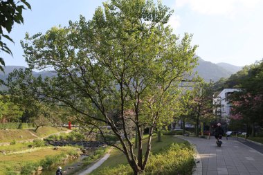 Kaldırımın yanındaki parkta bir ağaç yetişiyor. Bir adam kaldırımda bisiklet sürüyor.