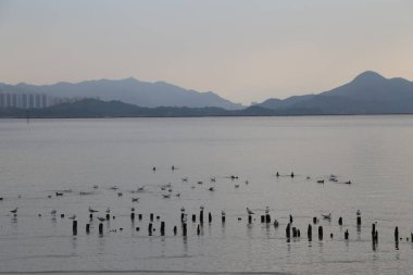 Üzerinde bir grup martının uçtuğu büyük bir su kütlesi. Gökyüzü bulutlu ve su sakin.