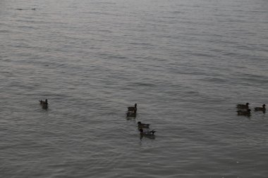 Bir grup ördek bir su kütlesi içinde yüzüyor. Su sakin ve gökyüzü turuncu ve mavi karışımı.