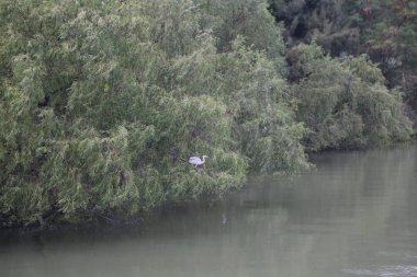 Ormandaki bir ağaç dalına tünemiş bir kuş. Kuş bir vinçtir. Orman yemyeşil ve yemyeşil, içinden bir nehir akıyor. Su sakin ve berrak, ağaçları ve gökyüzünü yansıtıyor.