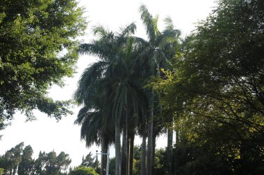 Geniş gövdeli bir ağaç ve etrafında büyüyen daha küçük ağaçlar. Ağaçlar yeşil ve gökyüzü beyaz