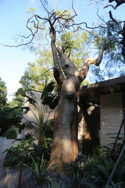 Bükülmüş ve bükülmüş gövdesi olan büyük bir ağaç. Ağaç birçok bitki ve çiçekle çevrili bir bahçeyle çevrilidir. Ağaç dimdik dururken manzara huzurlu ve huzurlu.