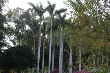 Bir grup palmiye ağacı bir parkta sıraya dizildi. Ağaçlar uzun ve yeşildir ve çalılar ve diğer bitkilerle çevrilidir. Huzurlu ve huzurlu bir sahne.
