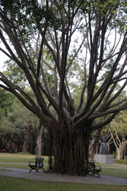 Altında bank olan büyük bir ağaç. Yedek kulübesi boş. Ağaç diğer ağaçlarla çevrili.
