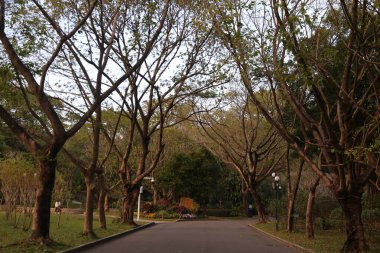 Ağaçlarla kaplı bir patika bir binaya çıkıyor. Ağaçlar çıplak ve gökyüzü açık.