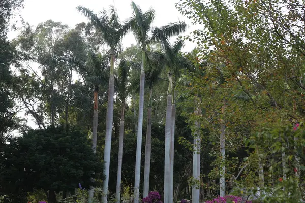 Bir grup palmiye ağacı bir parkta sıraya dizildi. Ağaçlar uzun ve yeşildir ve çalılar ve diğer bitkilerle çevrilidir. Huzurlu ve huzurlu bir sahne.