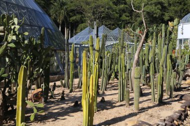Bir sürü kaktüsü ve serası olan bir çöl manzarası. Kaktüsler uzun ve yeşildir ve sera camdan yapılmıştır.