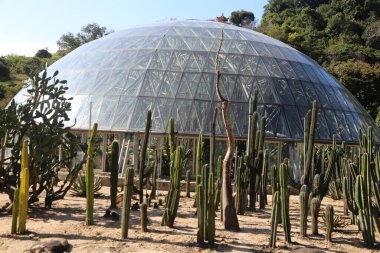 Kaktüs ve diğer bitkilerle dolu bir sera. Sera büyük ve kubbe şeklinde.