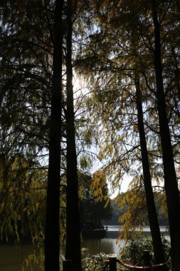 A forest with trees and a lake in the background. The trees are tall and the lake is calm clipart