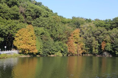 Arka planda ağaçlar olan bir göl. Ağaçların çoğu yeşildir ama bazıları sarıdır. Su sakin ve berrak.