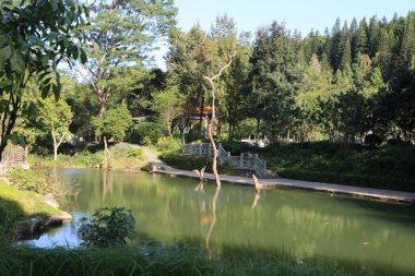 Üzerinde köprü ve arka planda ağaçlar olan bir gölet. Gölet yeşil ve sakindir.