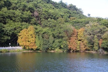 Arka planda yolu olan ağaçlarla çevrili güzel bir göl. Ağaçlar renk değiştiriyor. Sahneye huzurlu bir atmosfer veriyor.