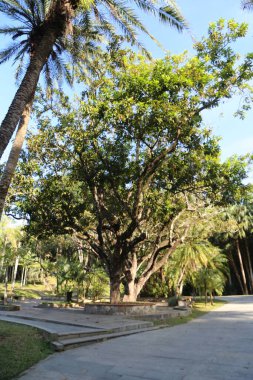 Parktaki bir yolun ortasında büyük bir ağaç var. Ağaç bir taş kaldırım ve bir bankla çevrilidir. Banka ağacın yanında yer almaktadır, ve yürüyüş yolu da onun yanındadır. Huzur dolu bir sahne.
