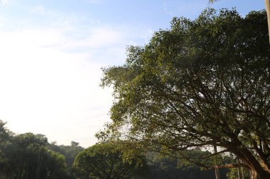Yeşil yapraklı bir ağaç mavi bir gökyüzünün ön planındadır. Gökyüzü açık ve güneş parlıyor.